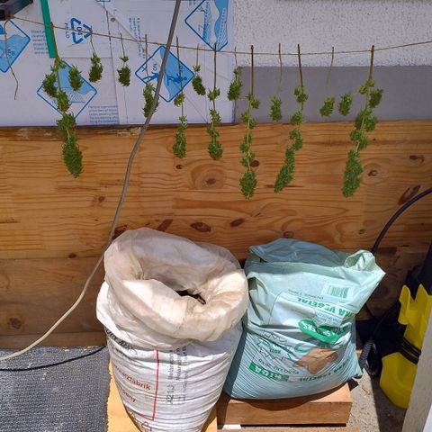 Julia growlog timeline photo