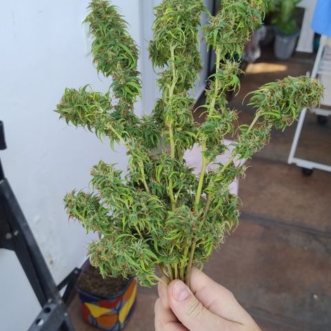 Julia growlog timeline photo