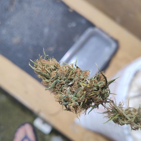 Julia growlog photo: 3 dos 4 top Buds apresentaram cochonilhas no processo de secagem. Período extremamente úmido, batendo por dias mais de 75%. Os Buds da foto foram transferidos para secagem na geladeira. 