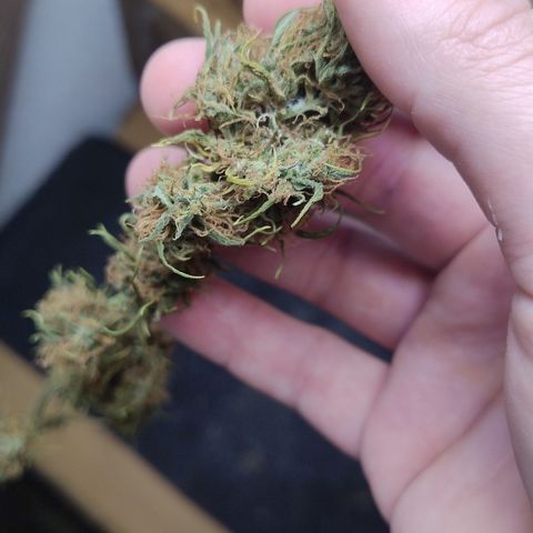 Julia growlog photo: 3 dos 4 top Buds apresentaram cochonilhas no processo de secagem. Período extremamente úmido, batendo por dias mais de 75%. Os Buds da foto foram transferidos para secagem na geladeira. 