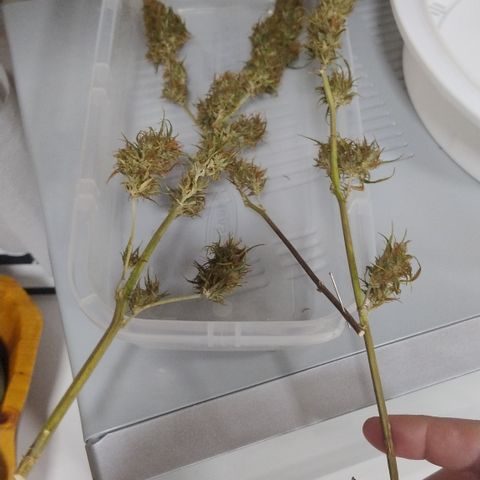 Julia growlog timeline photo