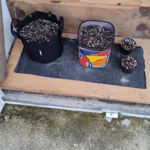 Substantiva 1 growlog photo: Solo