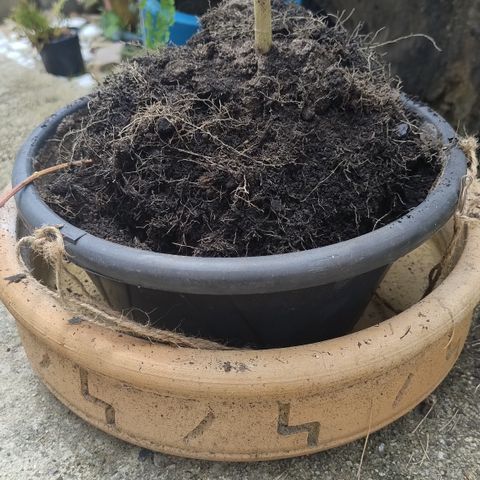 Substantiva 1 growlog timeline photo