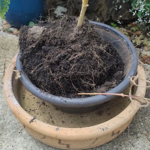 Substantiva 1 growlog timeline photo