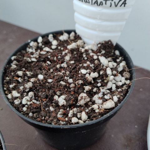 Substantiva 1 growlog timeline photo
