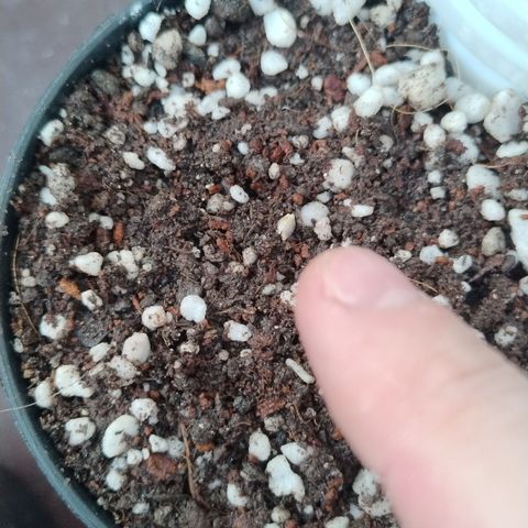 Substantiva 1 growlog timeline photo