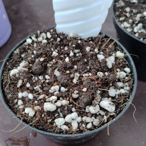 Adjetiva growlog timeline photo