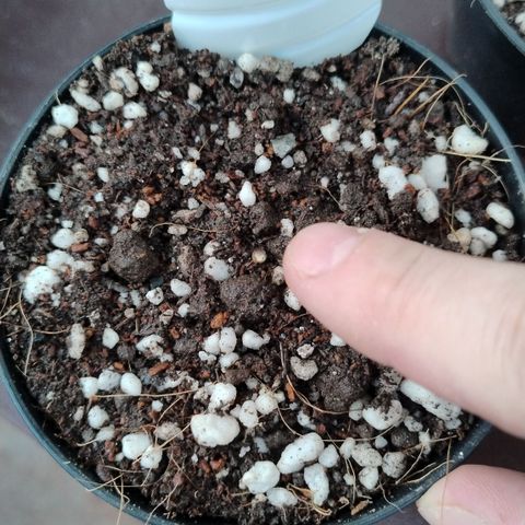 Adjetiva growlog timeline photo