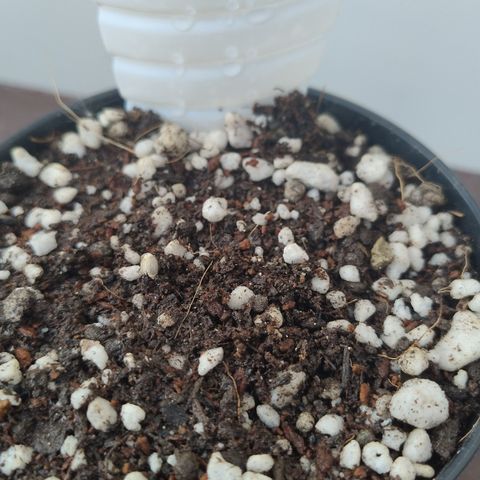 Substantiva 1 growlog timeline photo