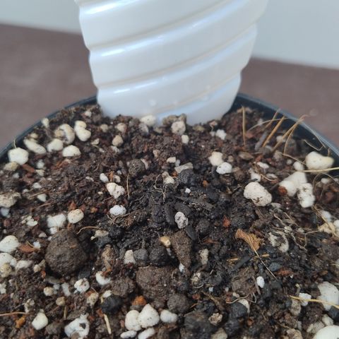 Adjetiva growlog timeline photo
