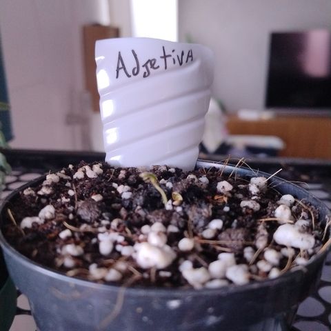 Adjetiva growlog timeline photo
