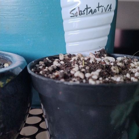 Substantiva 1 growlog timeline photo