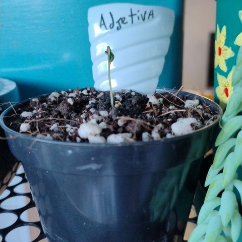 Adjetiva growlog timeline photo