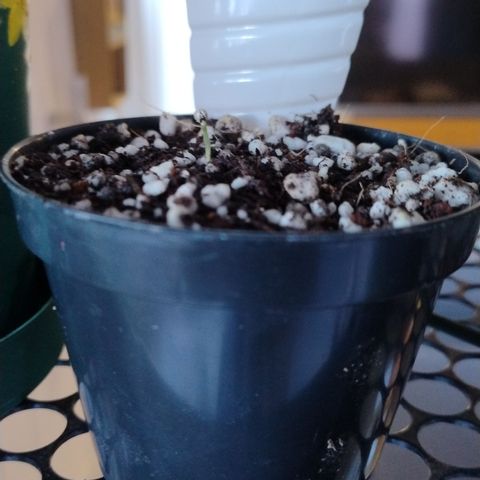 Substantiva 1 growlog timeline photo