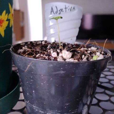 Adjetiva growlog timeline photo