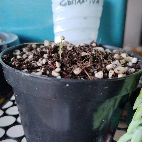 Substantiva 1 growlog timeline photo