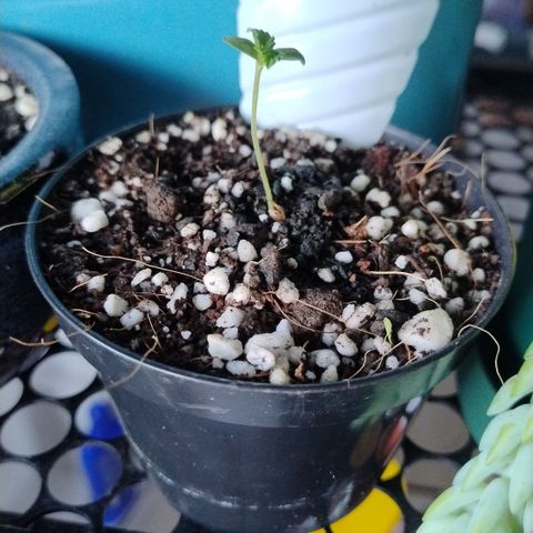 Adjetiva growlog timeline photo