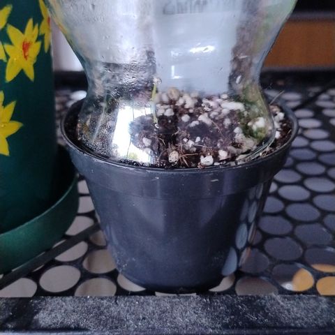 Substantiva 1 growlog timeline photo