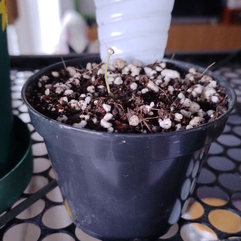 Substantiva 1 growlog timeline photo