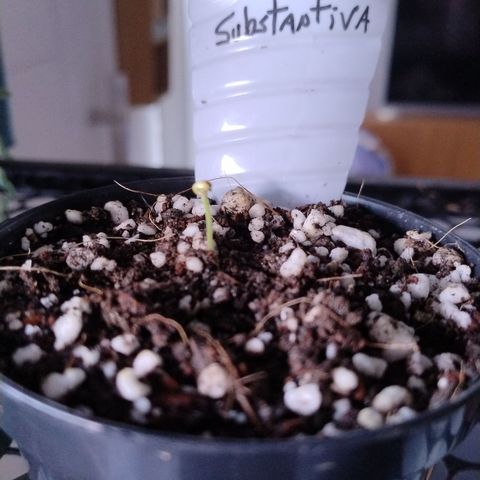 Adjetiva growlog timeline photo