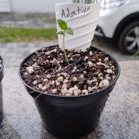 Adjetiva growlog timeline photo