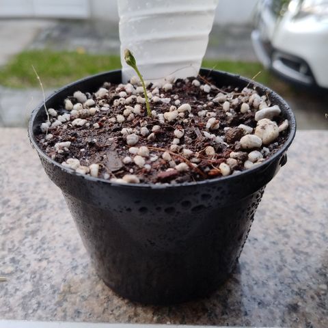 Substantiva 1 growlog timeline photo