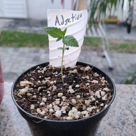 Adjetiva growlog timeline photo