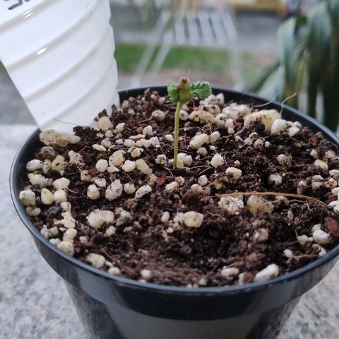 Substantiva 1 growlog timeline photo