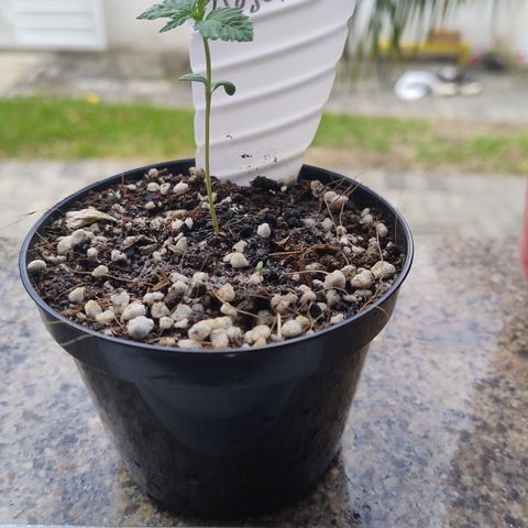 Adjetiva growlog timeline photo