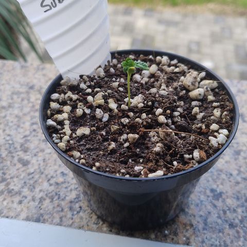Substantiva 1 growlog timeline photo