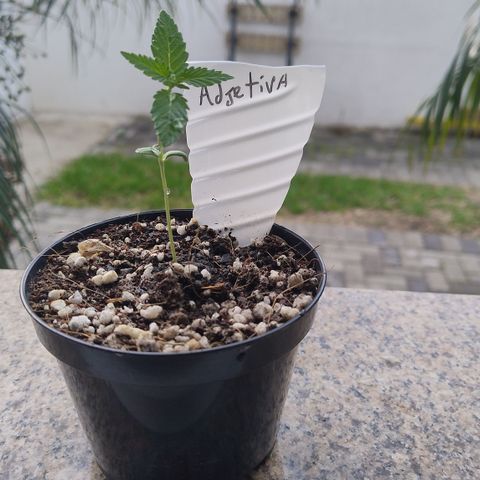 Adjetiva growlog timeline photo
