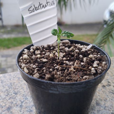 Substantiva 1 growlog timeline photo