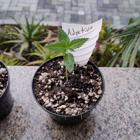 Adjetiva growlog timeline photo
