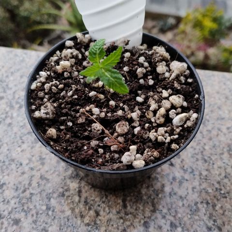 Substantiva 1 growlog timeline photo