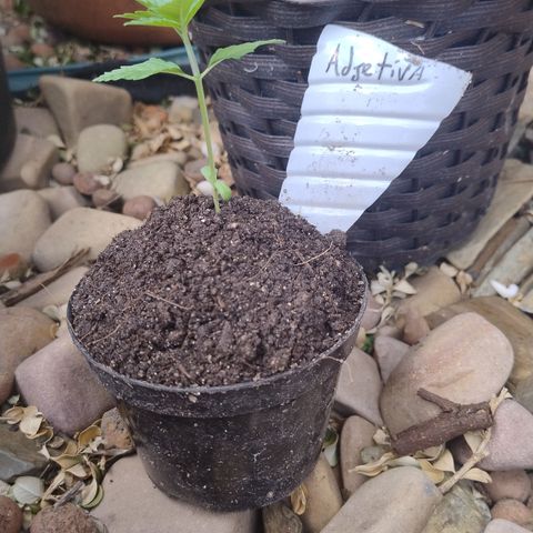 Adjetiva growlog timeline photo