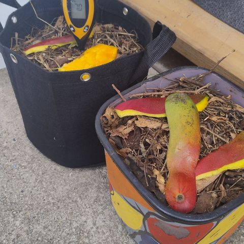 Substantiva 1 growlog timeline photo