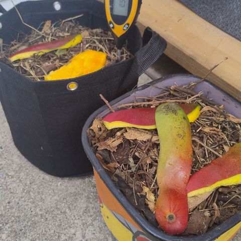 Substantiva 1 growlog timeline photo