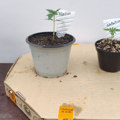 Adjetiva growlog timeline photo