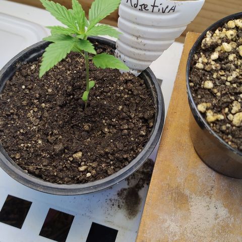 Adjetiva growlog timeline photo