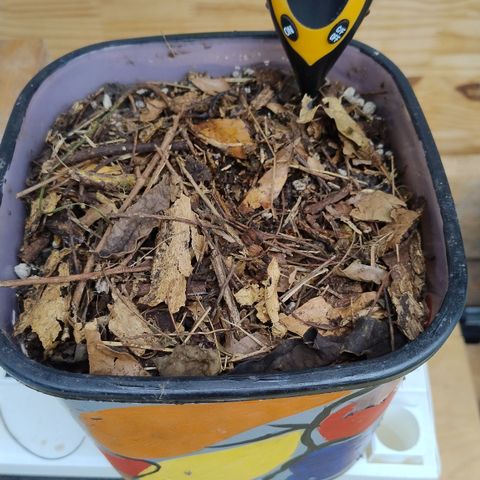Substantiva 1 growlog timeline photo