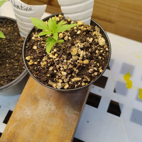 Substantiva 1 growlog timeline photo