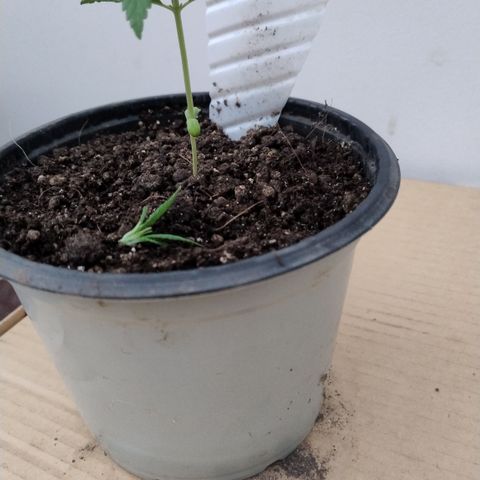 Adjetiva growlog timeline photo