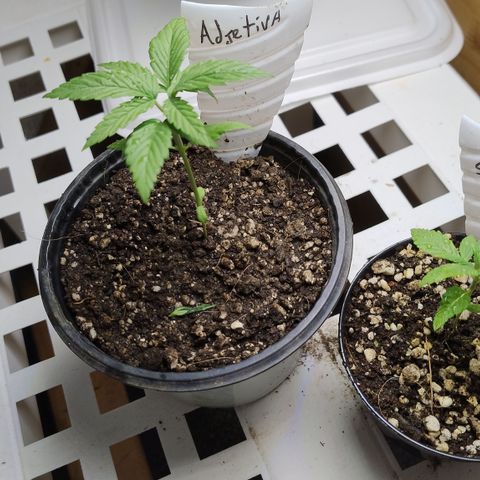 Adjetiva growlog timeline photo