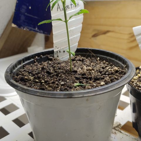 Adjetiva growlog timeline photo