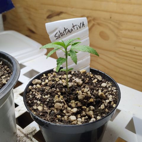 Substantiva 1 growlog timeline photo