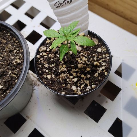 Substantiva 1 growlog timeline photo