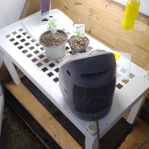Substantiva 1 growlog timeline photo