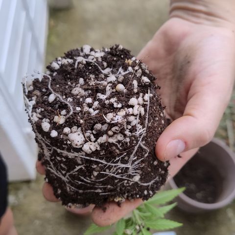 Substantiva 1 growlog timeline photo