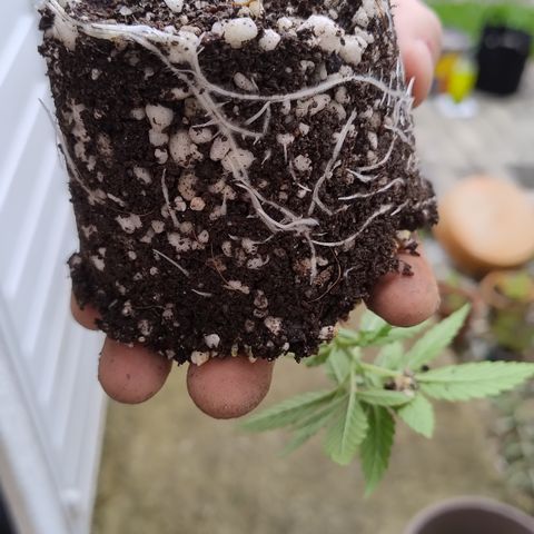 Substantiva 1 growlog timeline photo