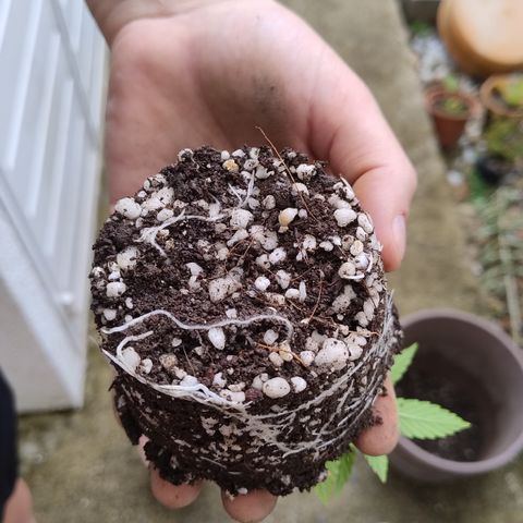 Substantiva 1 growlog timeline photo